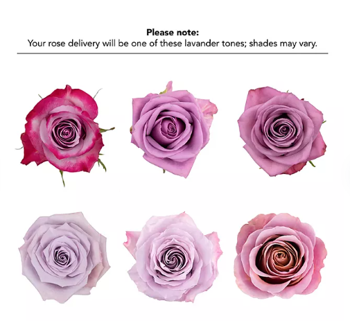 Premium Bulk Lavender Roses 60–70cm – Long-Stem Wholesale for Weddings & Elegant Florists