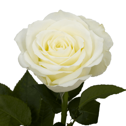 π€ Bulk White Roses 50β60cm β Long-Stem Wholesale Flowers for Florists & Events