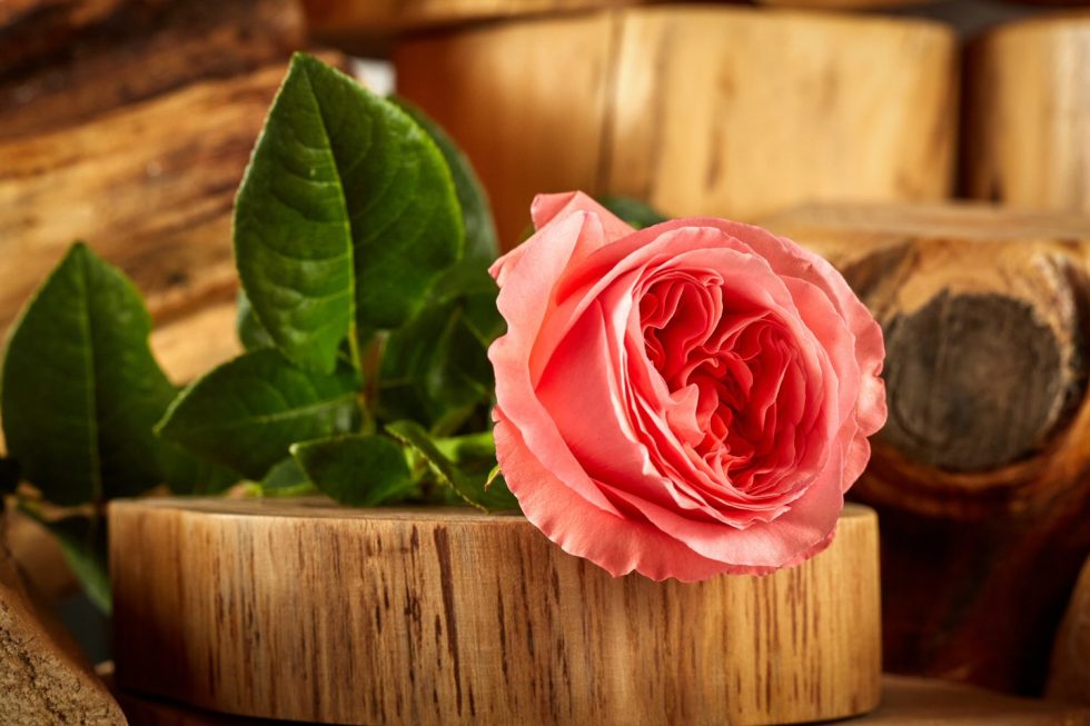 Pink – Candy Expression Garden Rose