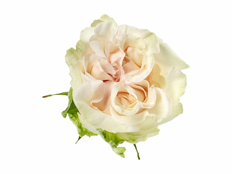 White – Cotton Xpression Garden Rose