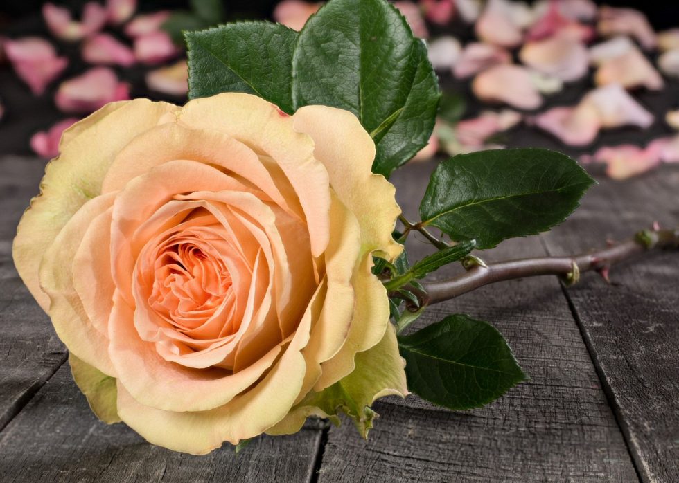 Peach – Country Home Garden Rose