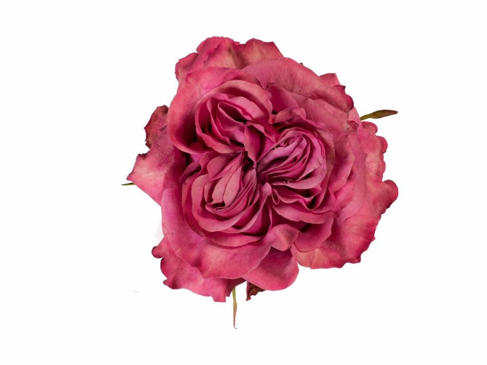 Lavender – Country Blues Garden Rose