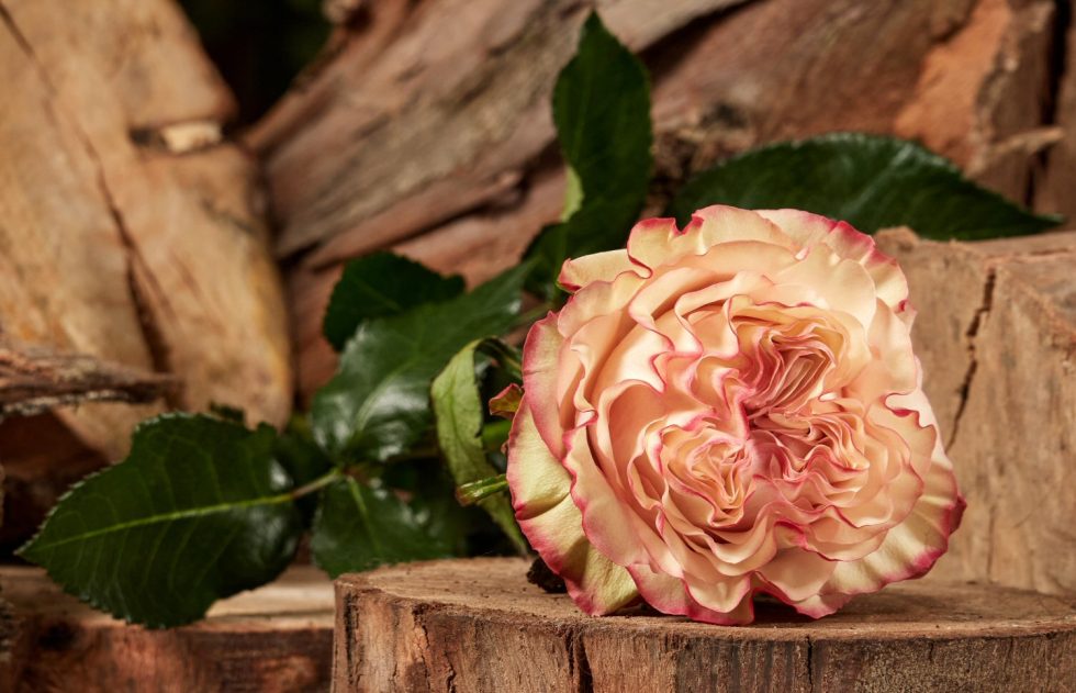 Pink – Country Candy Garden Rose