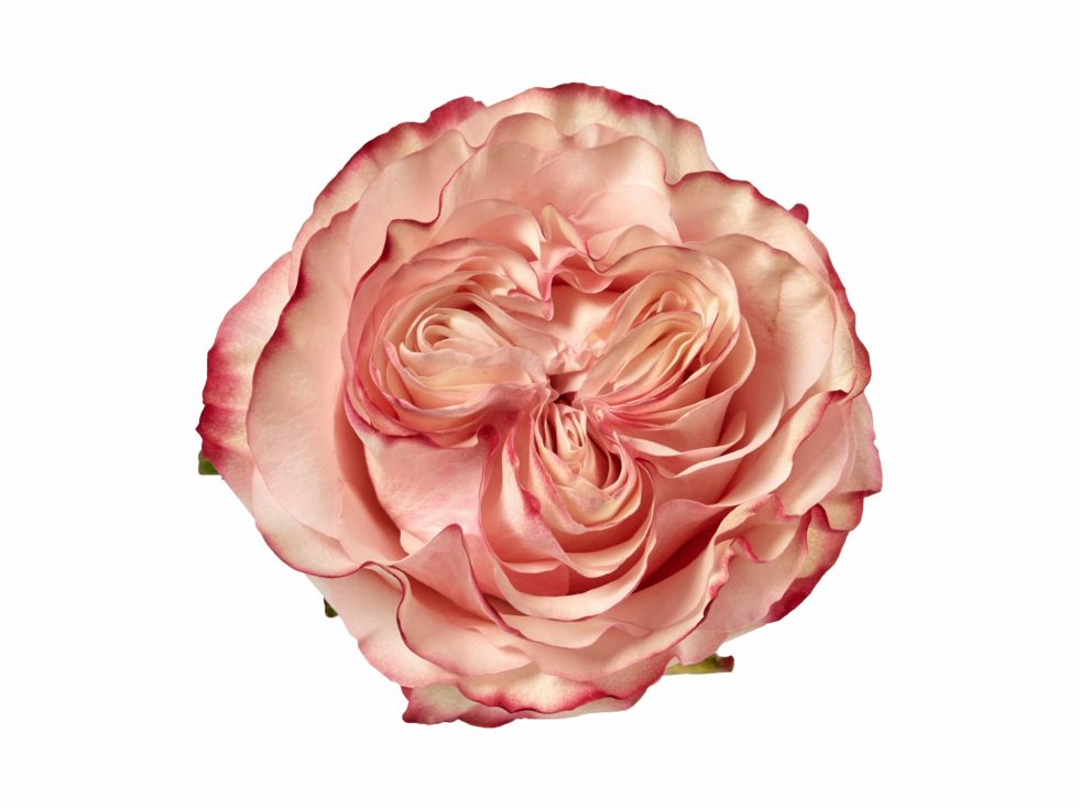 Pink – Country Candy Garden Rose