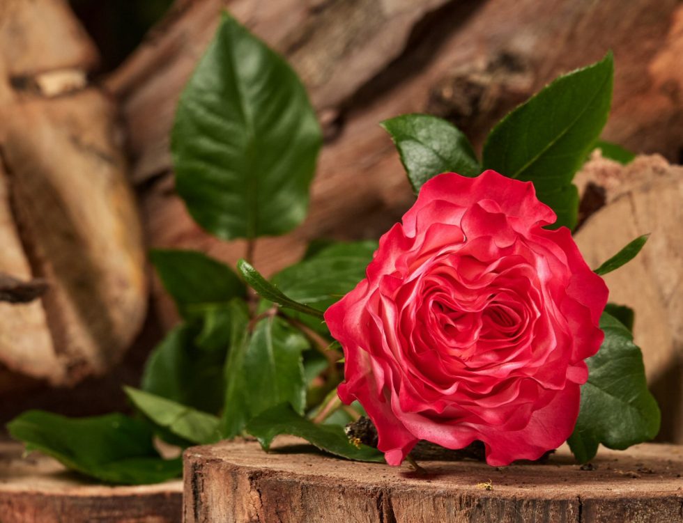 Hot Pink – Enchantment Garden Rose