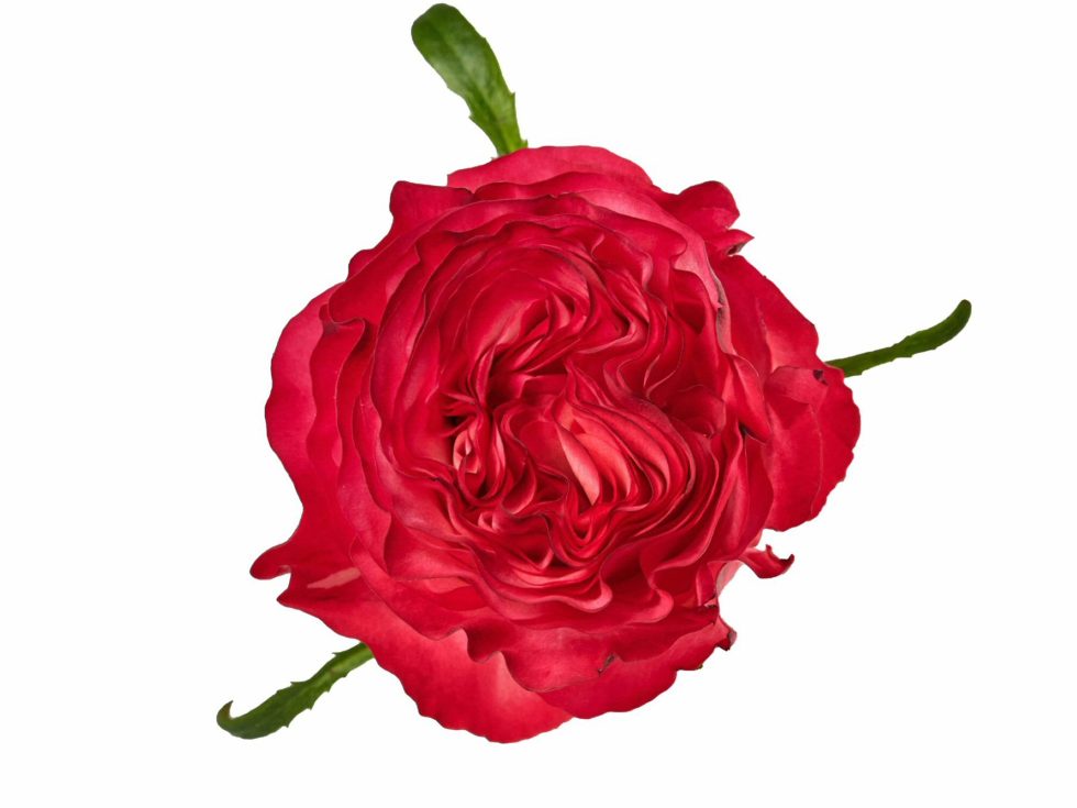 Hot Pink – Enchantment Garden Rose