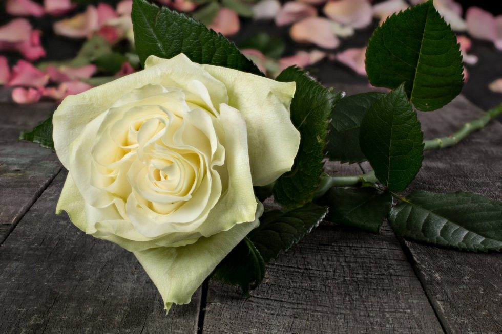 White/Green – Moonstone Garden Rose