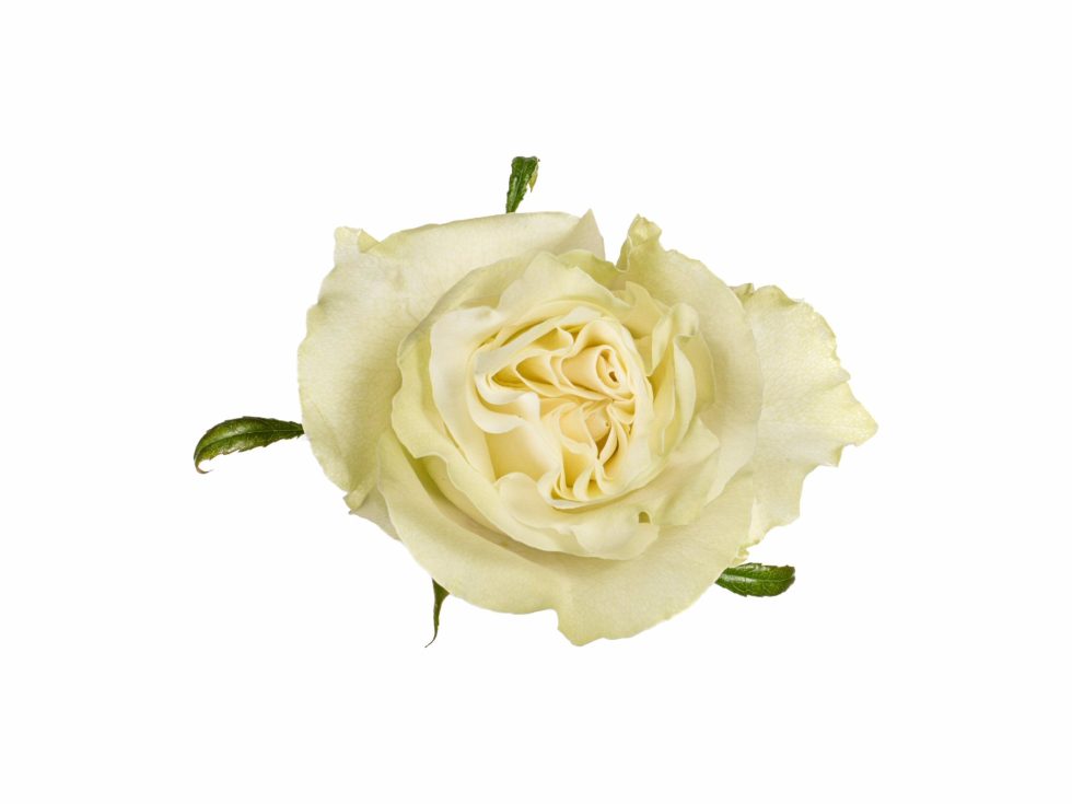 White/Green – Moonstone Garden Rose