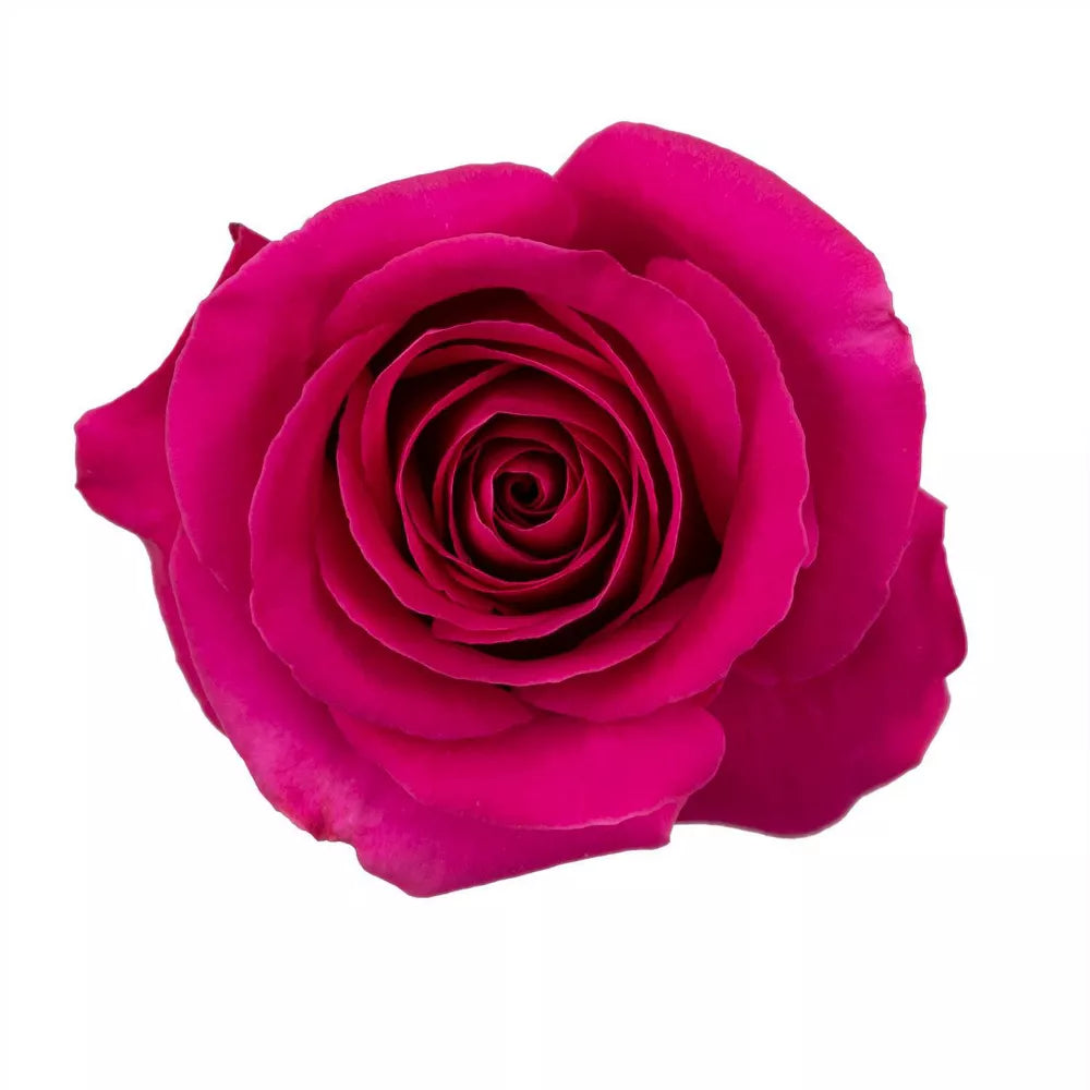 Premium Bulk Hot Pink Roses 60–70cm – Long-Stem Wholesale Flowers for Weddings & Florists