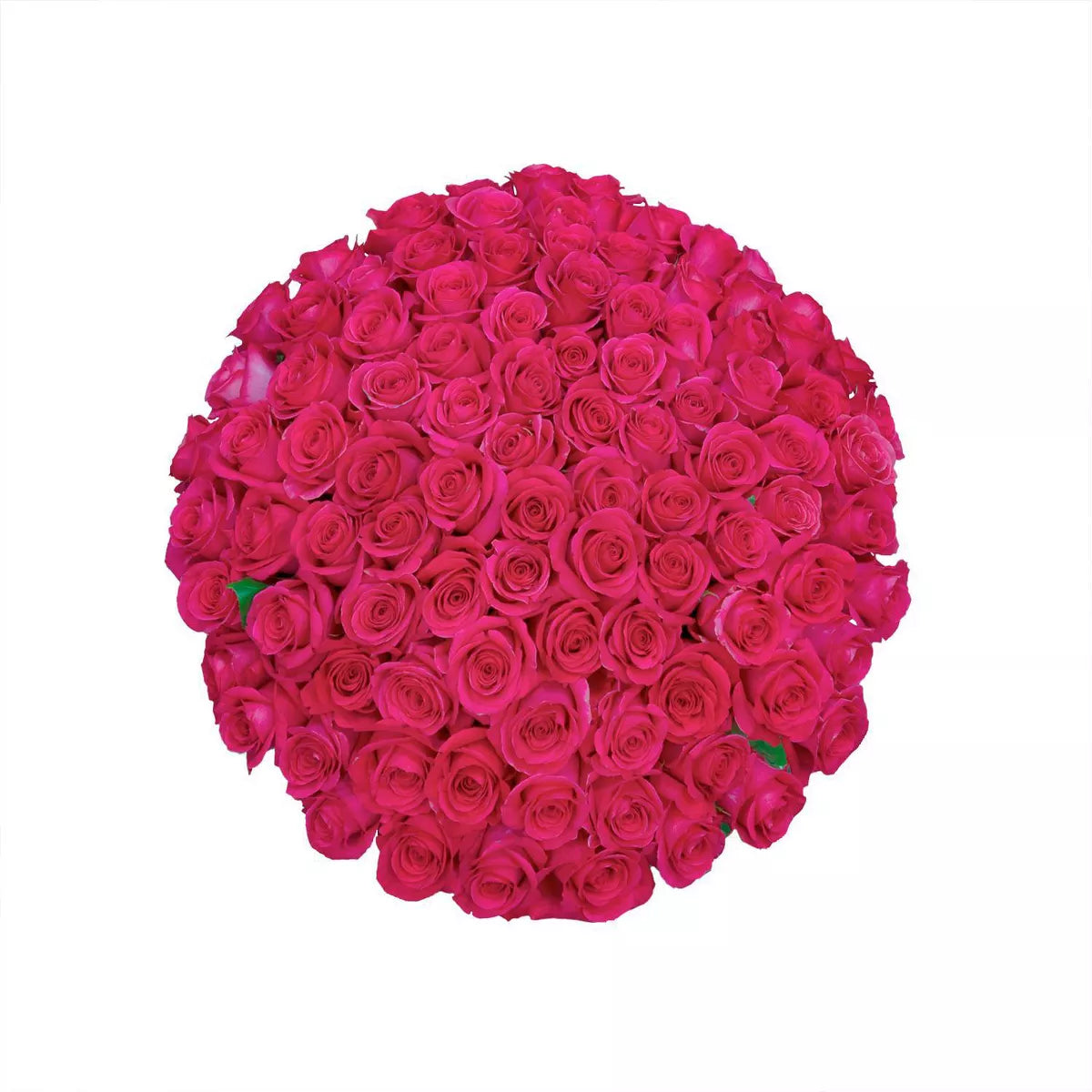 Premium Bulk Hot Pink Roses 60–70cm – Long-Stem Wholesale Flowers for Weddings & Florists