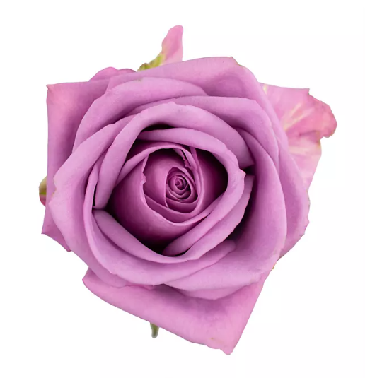 Premium Bulk Lavender Roses 60–70cm – Long-Stem Wholesale for Weddings & Elegant Florists