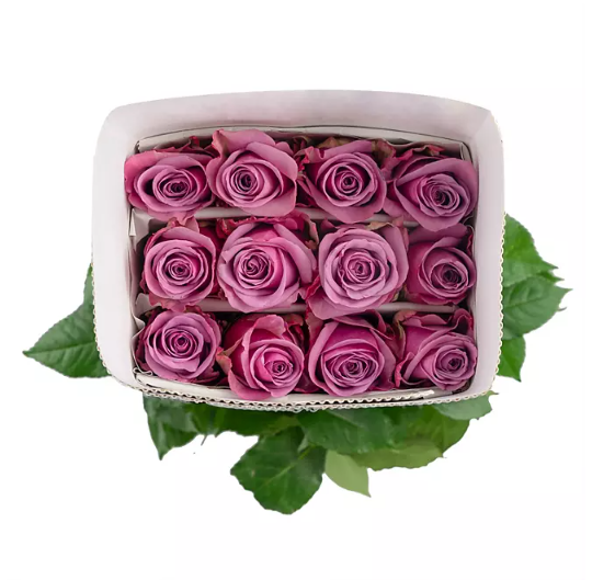 Premium Bulk Lavender Roses 60–70cm – Long-Stem Wholesale for Weddings & Elegant Florists