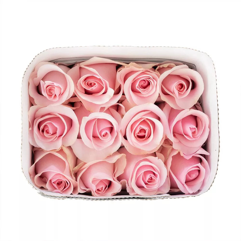 Premium Bulk Light Pink Roses 60–70cm – Long-Stem Wholesale for Weddings & Luxury Florists