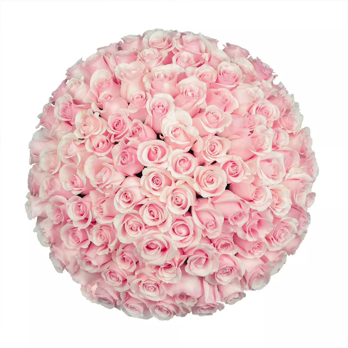 Premium Bulk Light Pink Roses 60–70cm – Long-Stem Wholesale for Weddings & Luxury Florists