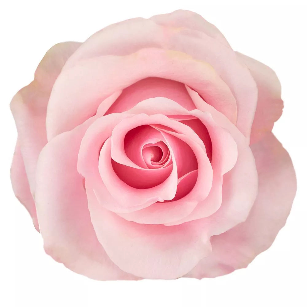 Premium Bulk Light Pink Roses 60–70cm – Long-Stem Wholesale for Weddings & Luxury Florists