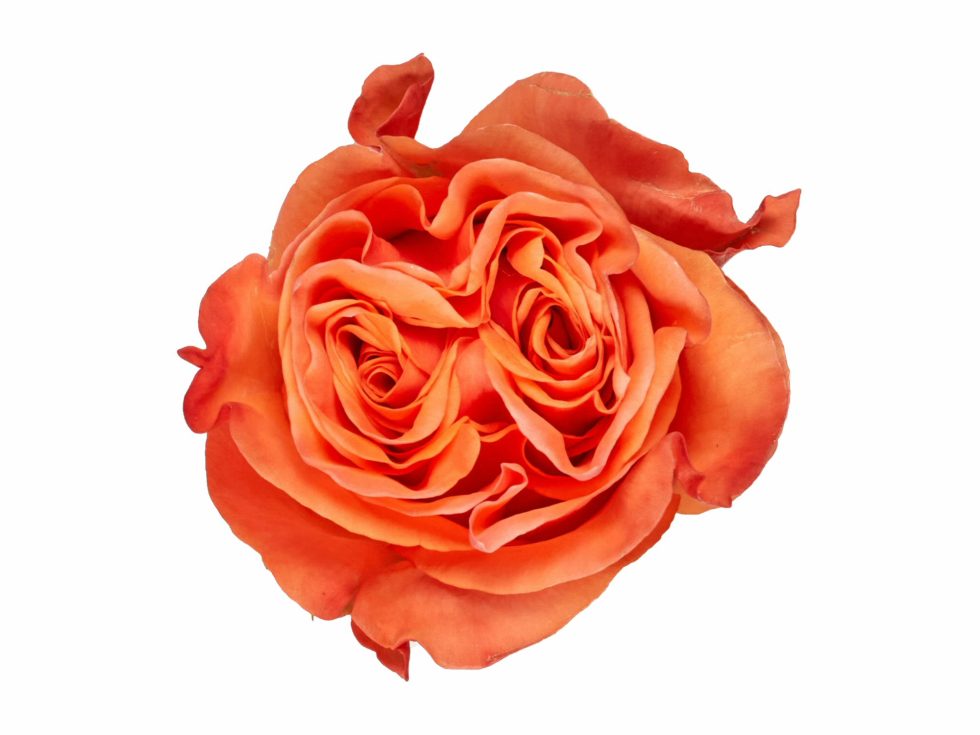 Orange – Glam Garden Rose