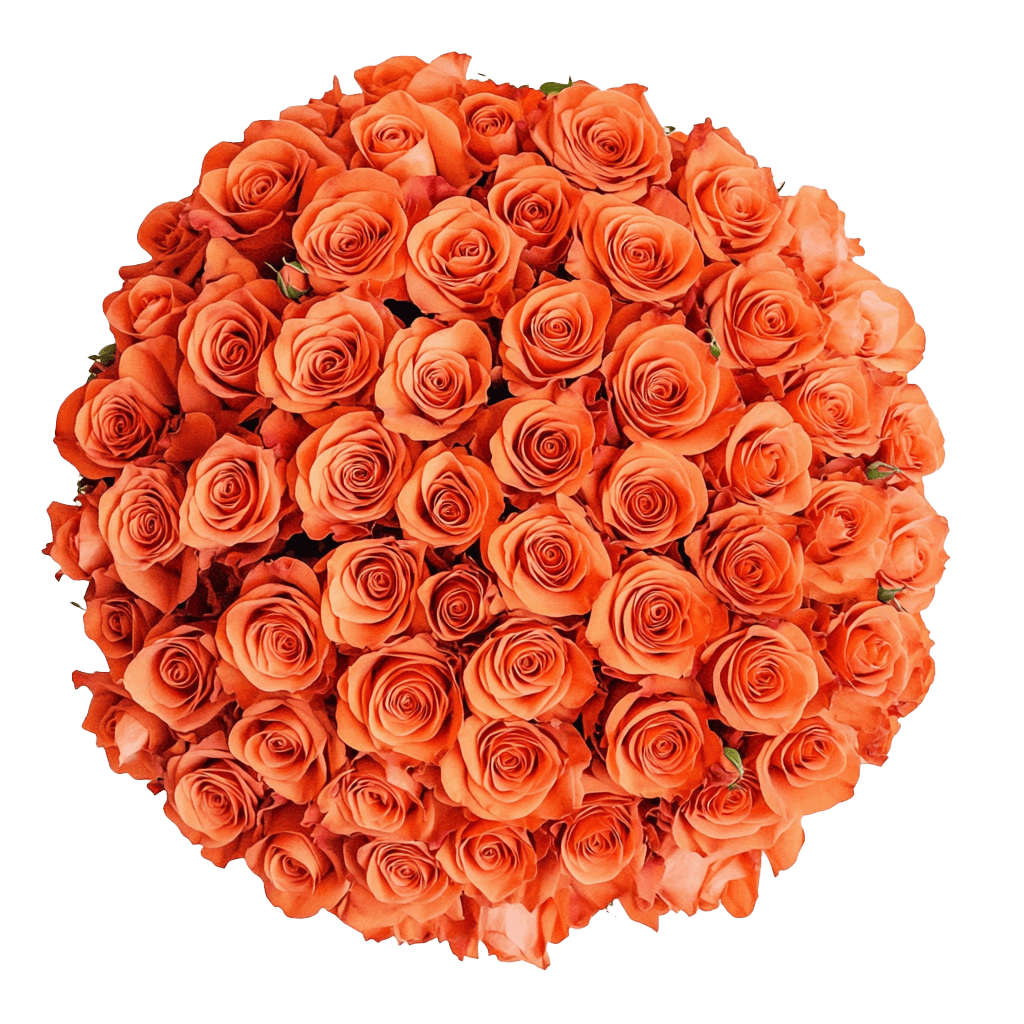 Premium Bulk Orange Roses 60–70cm – Long-Stem Wholesale Flowers for Weddings & Florists
