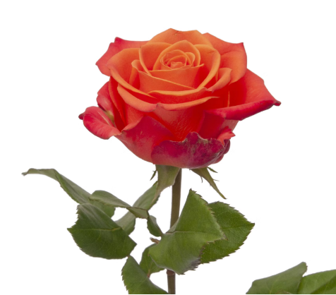 π Standard Bulk Orange Roses 50β60cm β Long-Stem Wholesale Flowers for Florists & Everyday Use