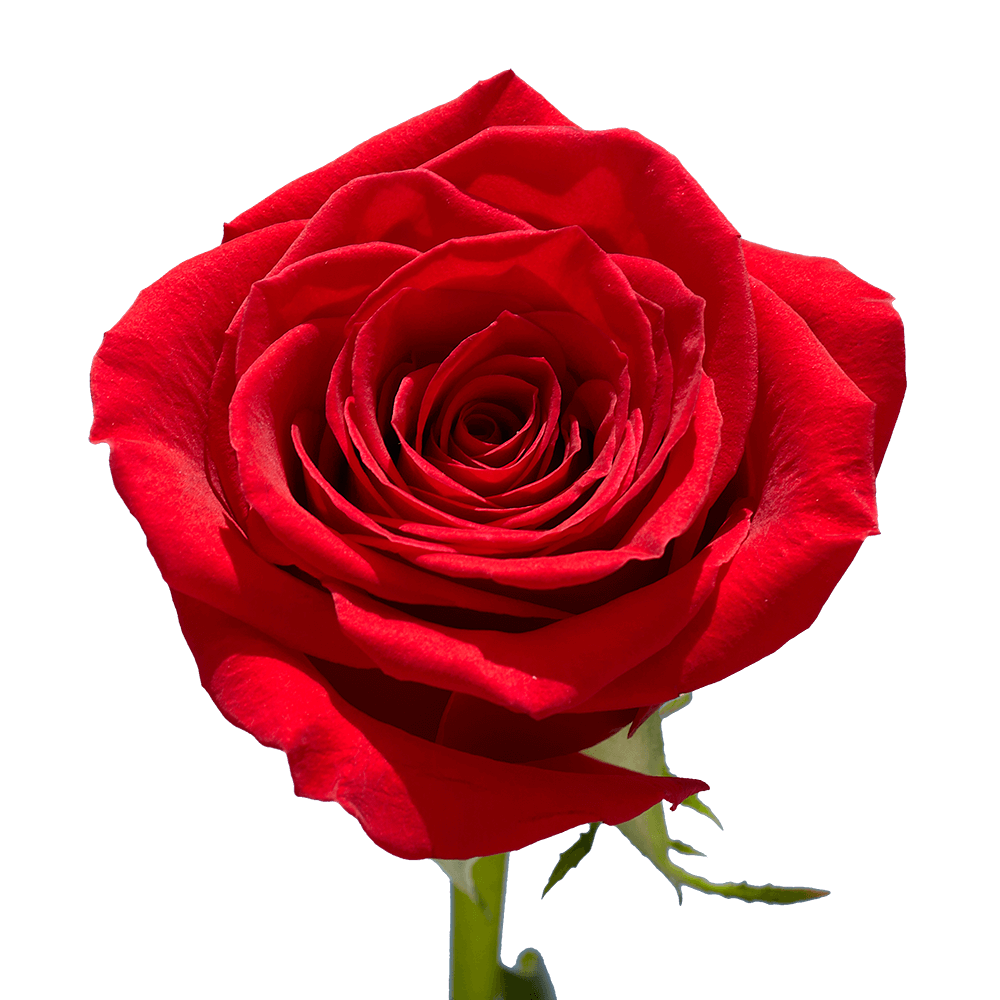 🌹Bulk Red Roses 50–60cm – Long-Stem Wholesale Flowers for Florists & Events