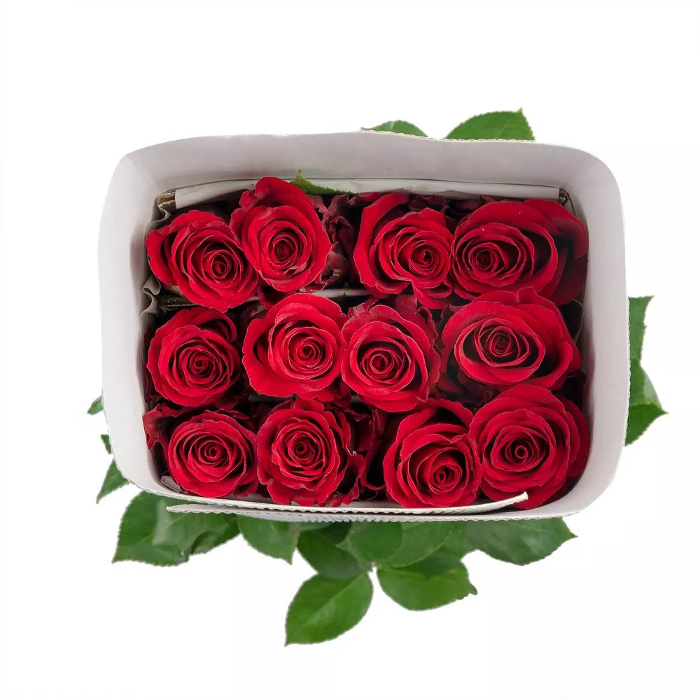 Premium Bulk Red Roses 60–70cm – Long-Stem Wholesale for Weddings & Florists