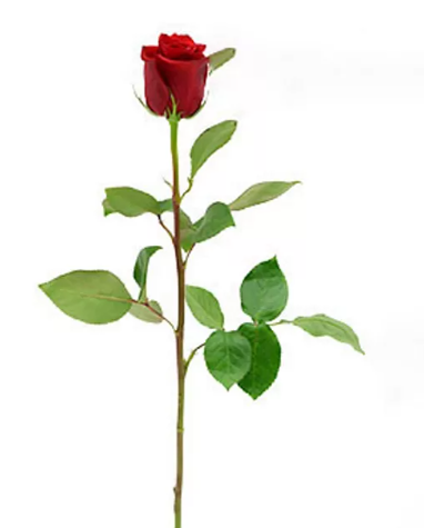 🌹Bulk Red Roses 50–60cm – Long-Stem Wholesale Flowers for Florists & Events