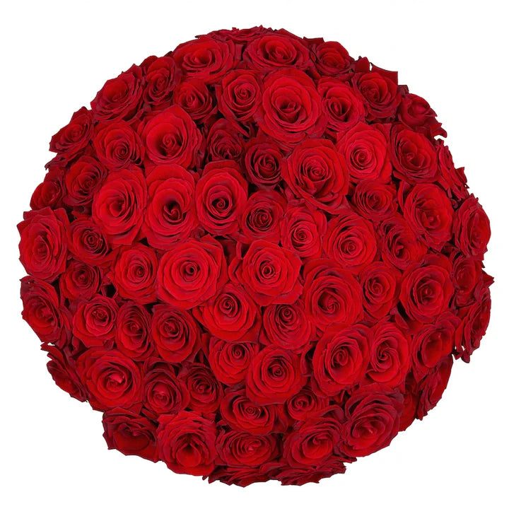 Premium Bulk Red Roses 60–70cm – Long-Stem Wholesale for Weddings & Florists