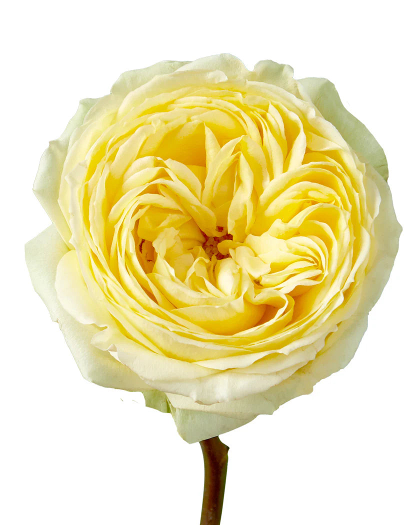 Yellow/Cream – Sunny Xpression Garden Rose
