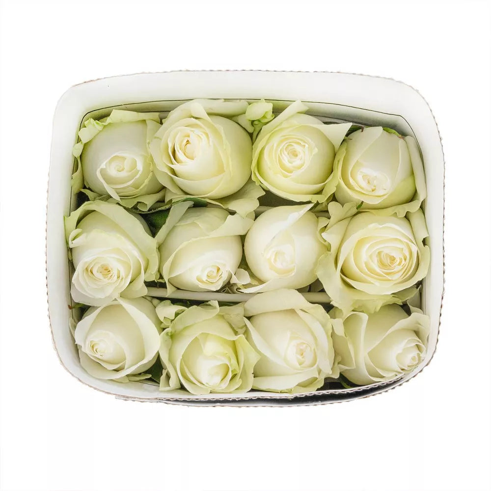 Premium Bulk White Roses 60–70cm – Long-Stem Wholesale for Weddings & Florists