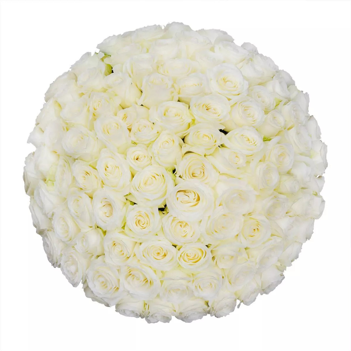 Premium Bulk White Roses 60–70cm – Long-Stem Wholesale for Weddings & Florists
