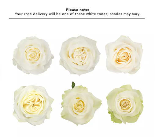 Premium Bulk White Roses 60–70cm – Long-Stem Wholesale for Weddings & Florists