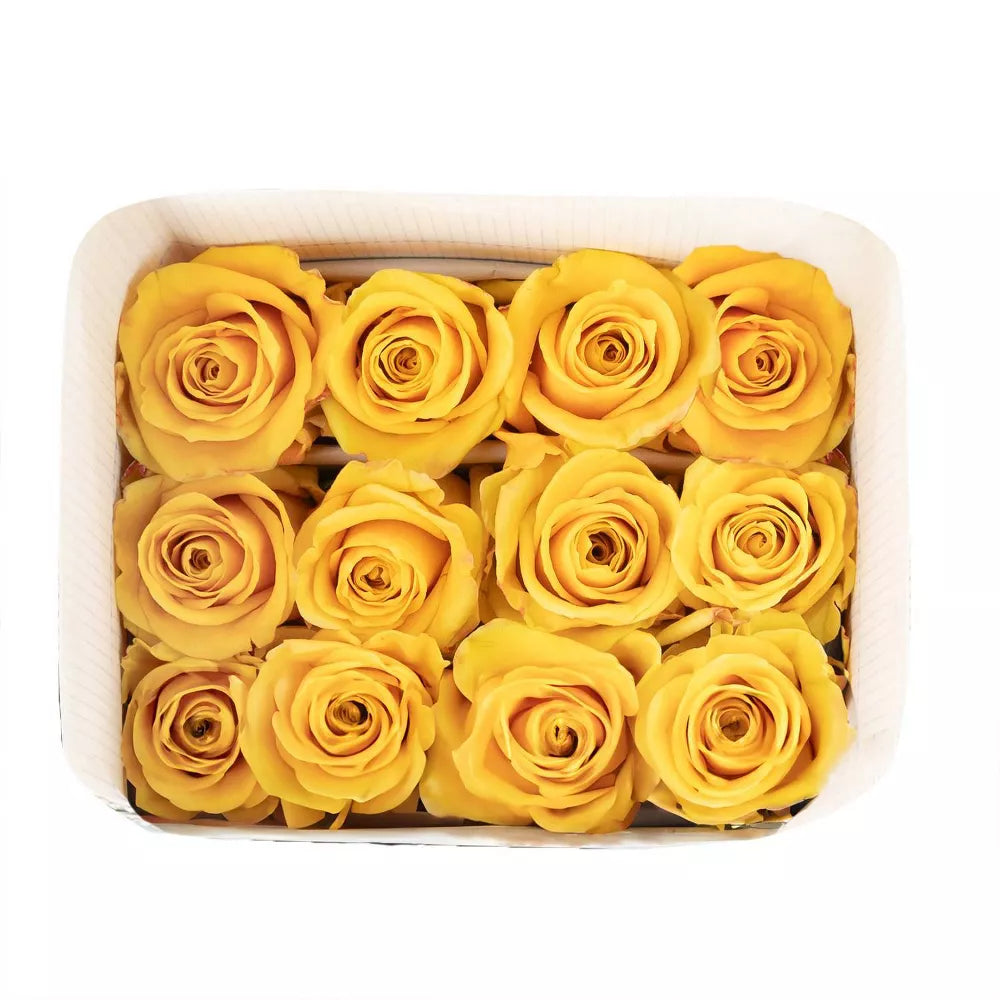 Premium Bulk Yellow Roses 60–70cm – Long-Stem Wholesale Flowers for Weddings & Florists