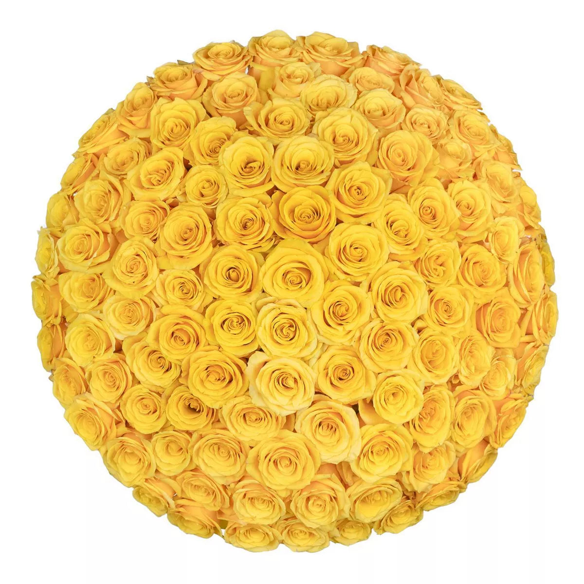 Premium Bulk Yellow Roses 60–70cm – Long-Stem Wholesale Flowers for Weddings & Florists