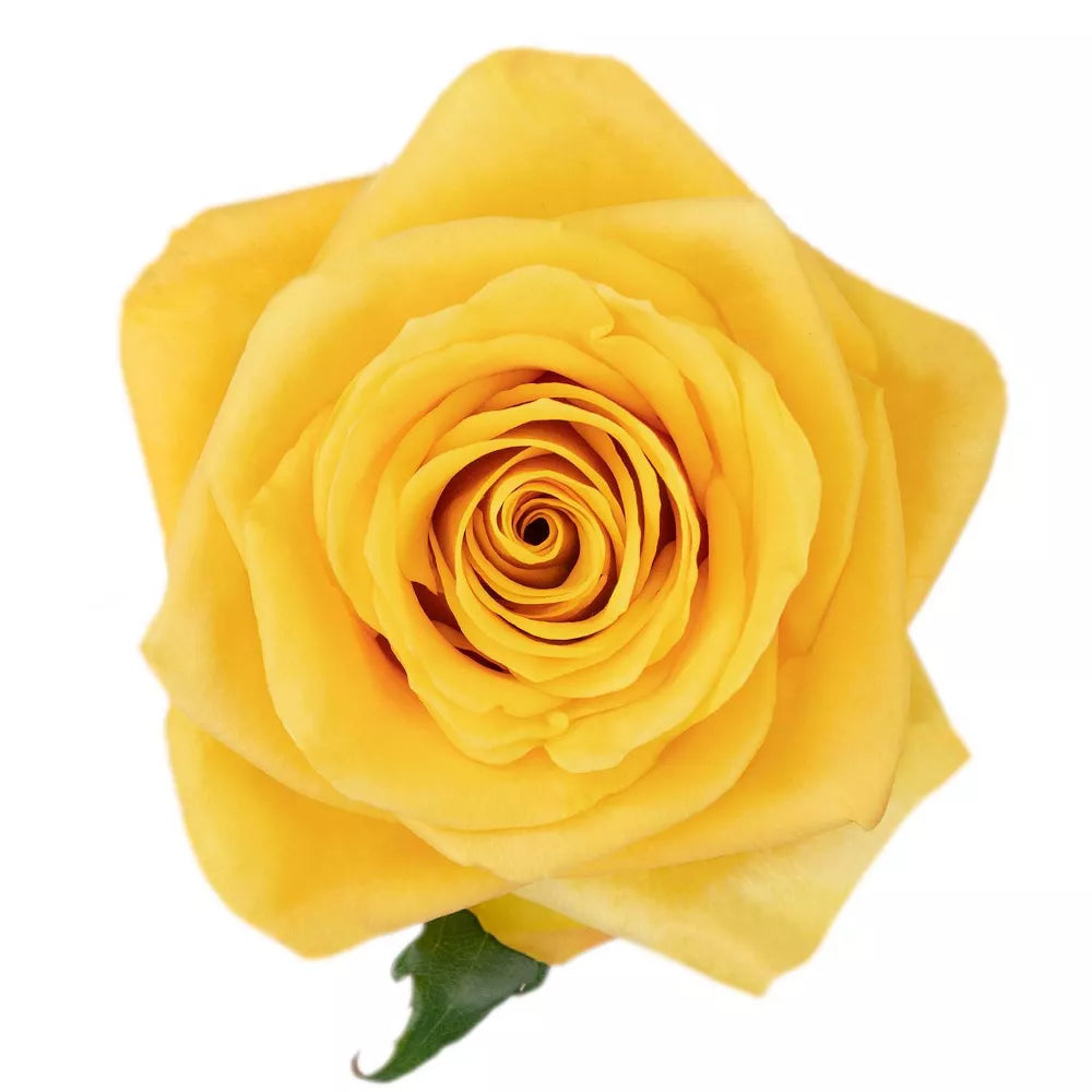 Premium Bulk Yellow Roses 60–70cm – Long-Stem Wholesale Flowers for Weddings & Florists