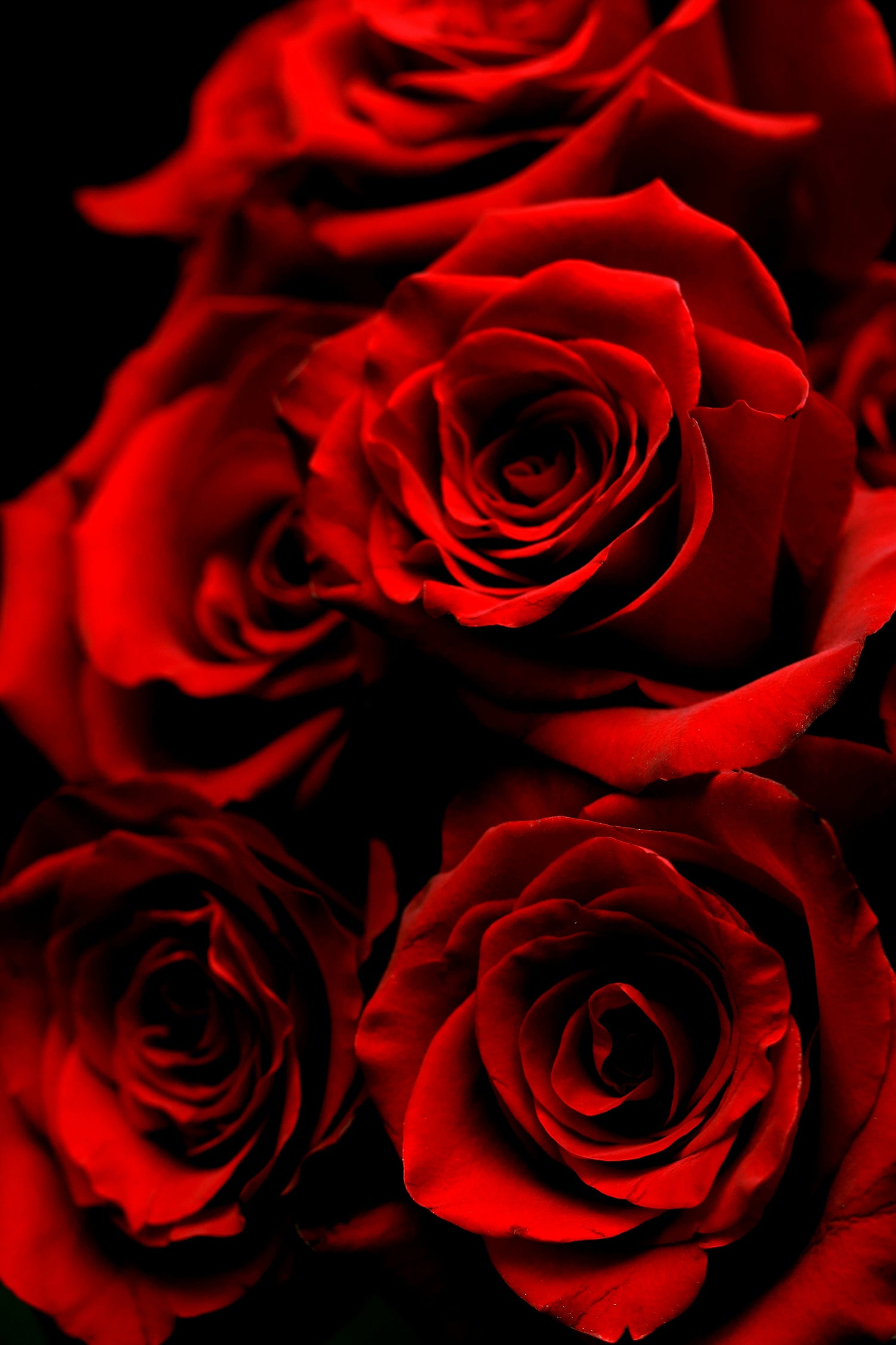 Premium Roses with 60-70 cm | Free Shipping | Extra Quality, Long Stems (approx. 24-28 inches)