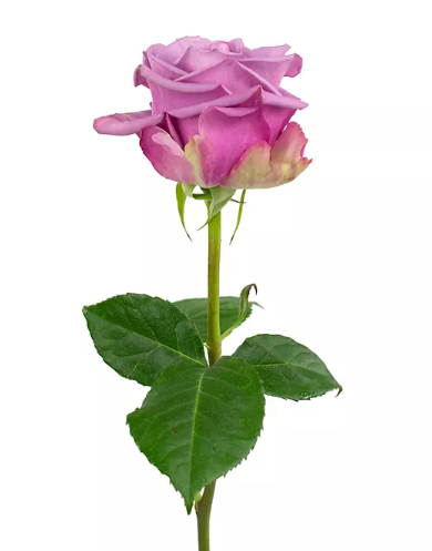 💜 Bulk Lavender Roses 50–60cm – Long-Stem Wholesale Flowers for Florists & Events