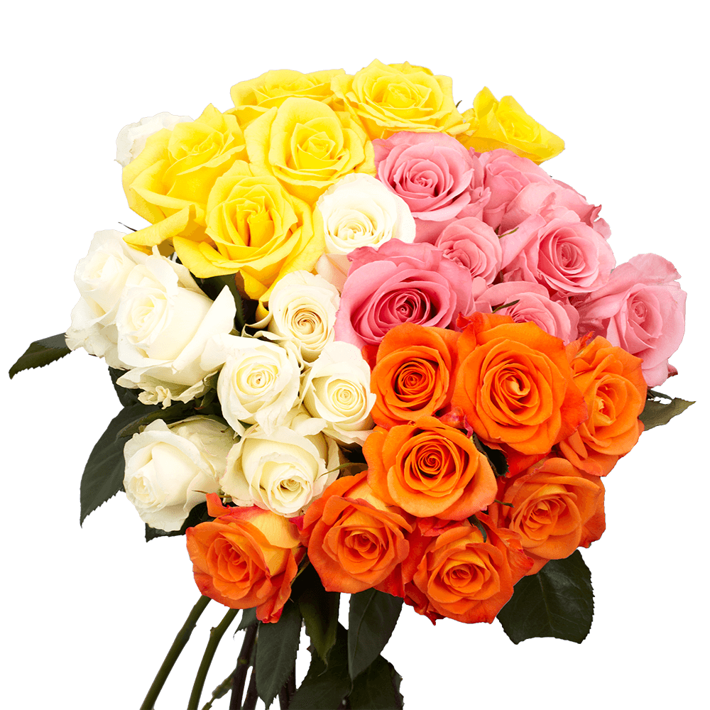 🎨 Bulk Assorted Roses 50–60cm - Choose Your Colors – Long-Stem Wholesale Mixed Colors for Florists & Events