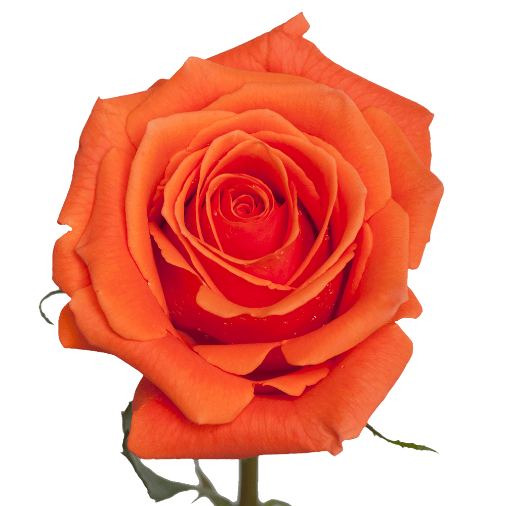 🍊 Standard Bulk Orange Roses 50–60cm – Long-Stem Wholesale Flowers for Florists & Everyday Use