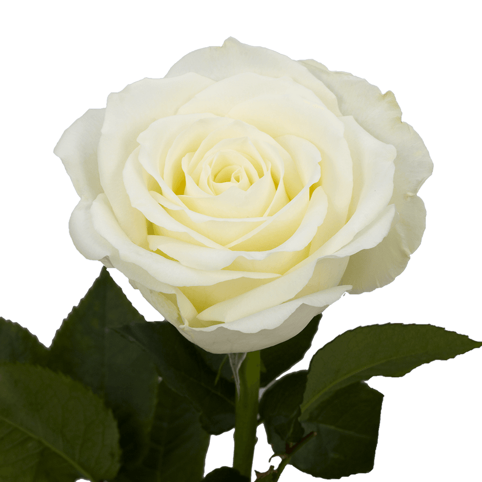 Bulk Roses Wholesale | Free Shipping in the U.S. | Hi Flowers USA 🌸