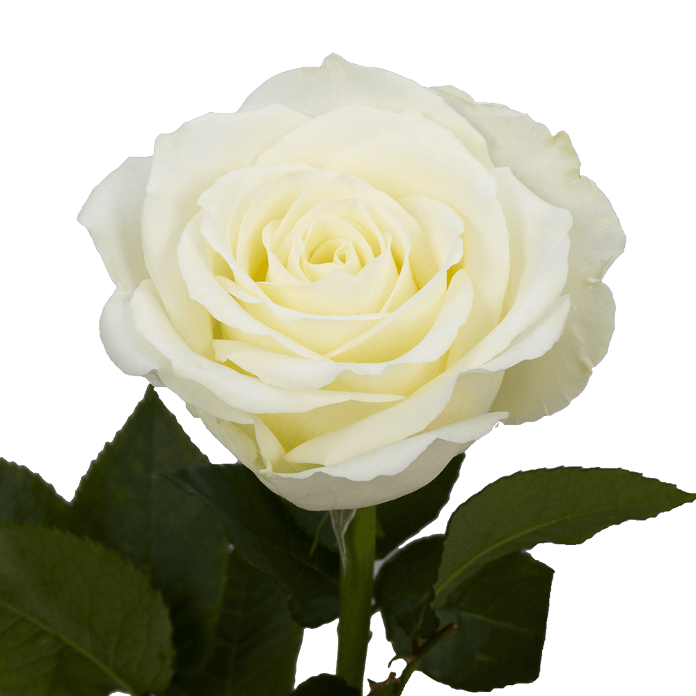 🤍  Bulk White Roses 50–60cm – Long-Stem Wholesale Flowers for Florists & Events