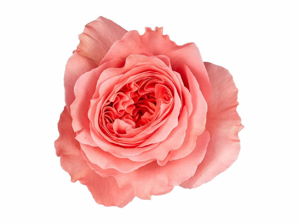 Pink – Candy Expression Garden Rose