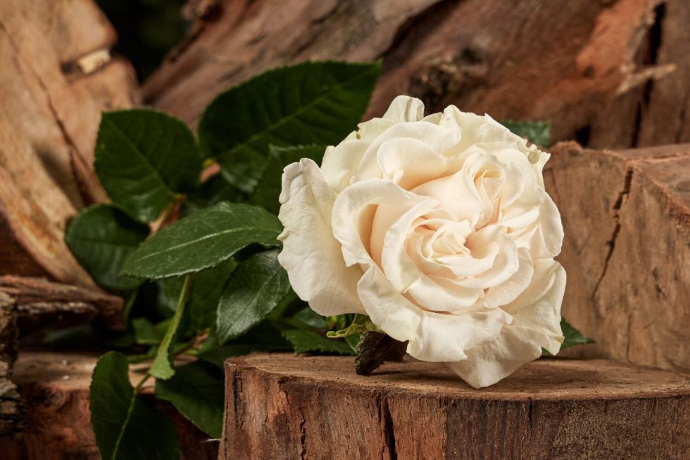 White – Cotton Xpression Garden Rose