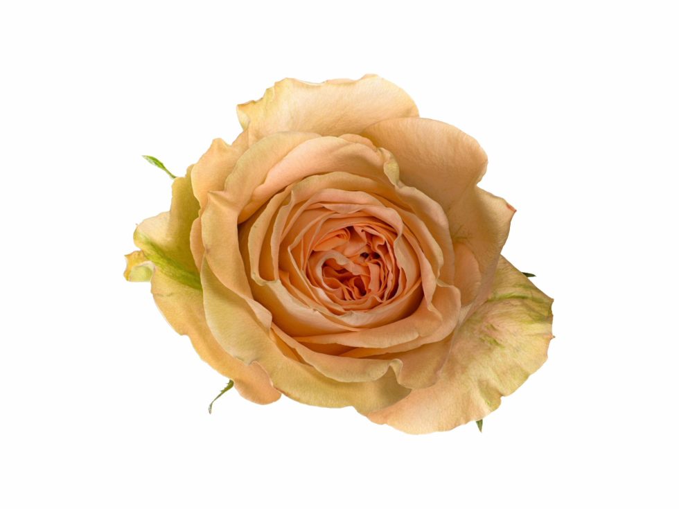 Peach – Country Home Garden Rose