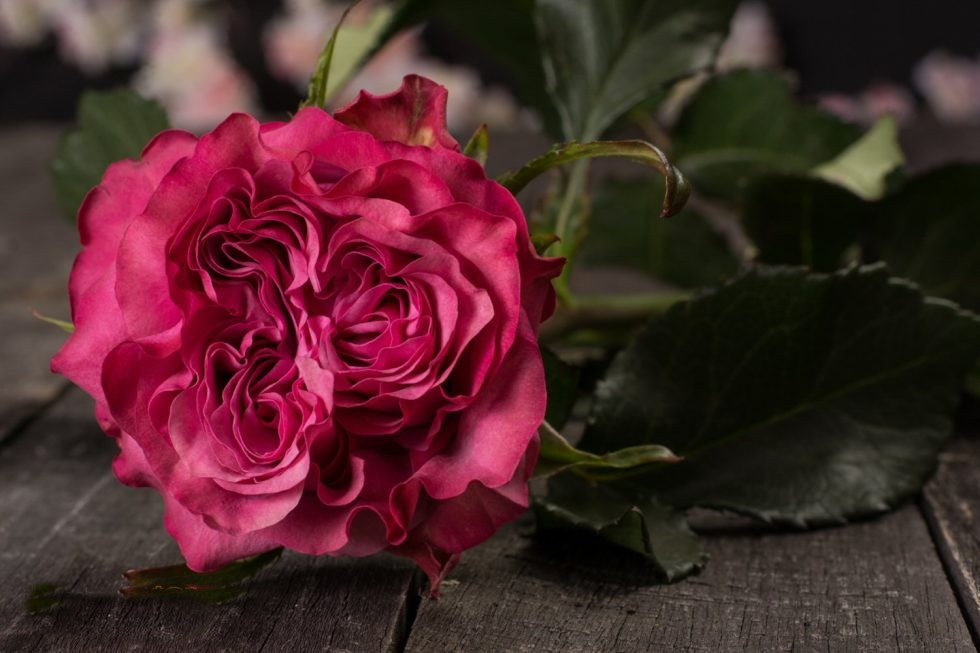 Lavender – Country Blues Garden Rose