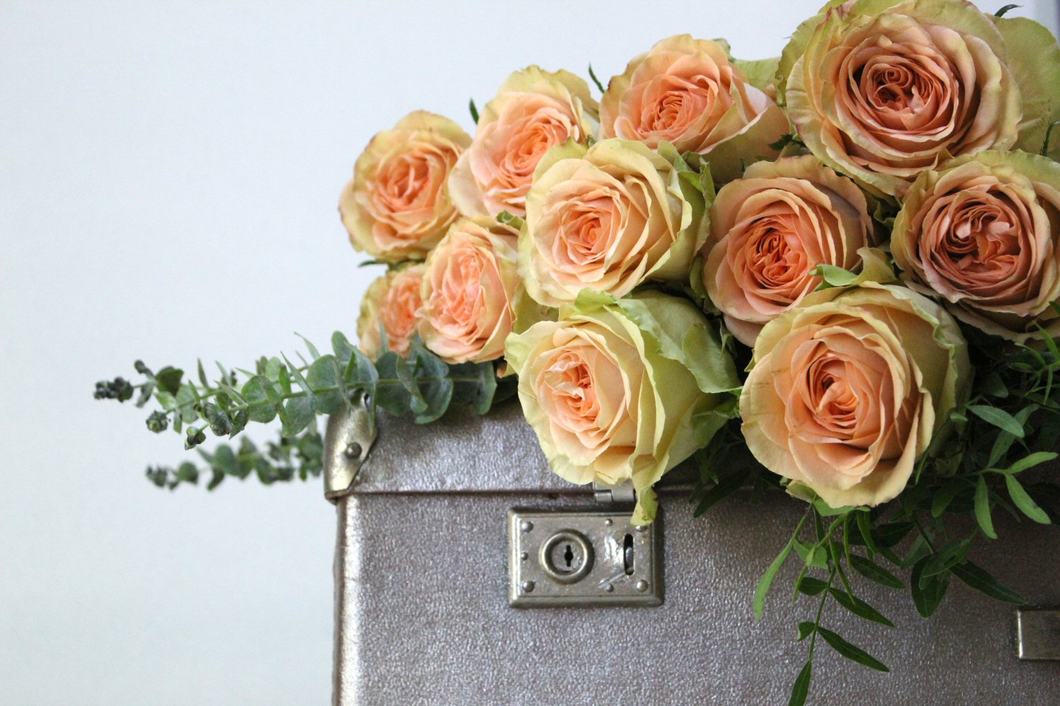 Peach – Country Home Garden Rose