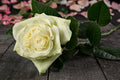 White/Green – Moonstone Garden Rose