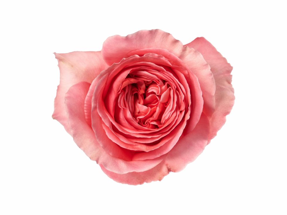 Pink – Xpression Garden Rose