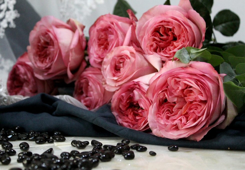 Pink – Xpression Garden Rose