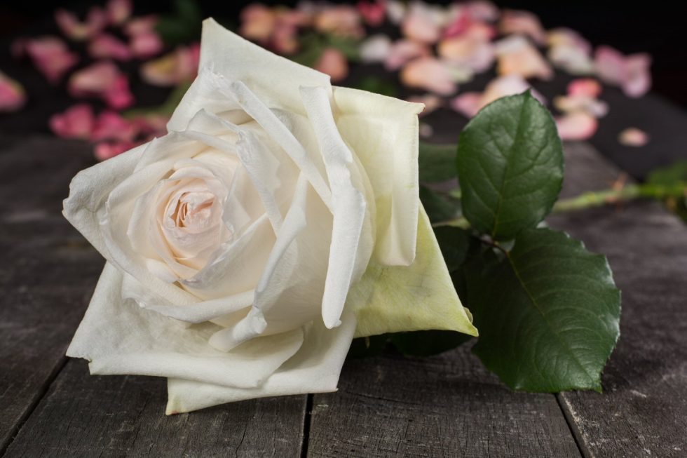 White – O’Hara Garden Rose