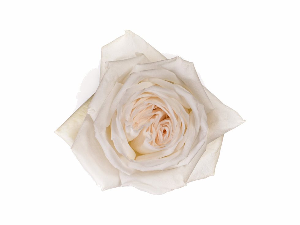 White – O’Hara Garden Rose