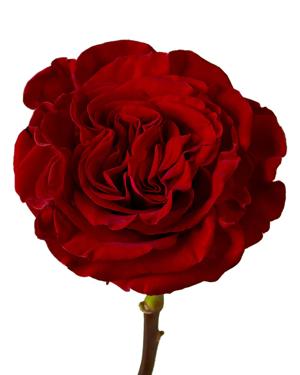 Red – Hearts Garden Rose